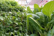 Choáng ngợp vườn rau trong thùng xốp ăn không xuể của mẹ bỉm sữa