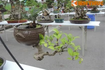 Đã mắt với loạt bonsai mini siêu đẹp ở Hà Nội