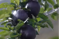 Táo đen siêu lạ 200.000/quả hot nhất mùa Halloween 2017