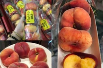 Đào lạ hình bánh rán - món ăn vặt sang chảnh siêu hot