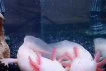 Dân chơi săn cá khủng long độc lạ vừa nhập về VN