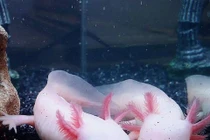 Dân chơi săn cá khủng long độc lạ vừa nhập về VN