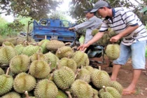 Cách chuẩn nhất phân biệt sầu riêng ngậm hóa chất 