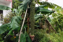 Độc lạ những buồng chuối cực "dị" trong vườn nhà nông Việt 