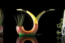 Thú chơi cây lạ đời của dân chơi Việt