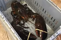 Cận cảnh tôm hùm nghìn đô vừa được nhà hàng "phóng thích"