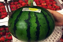 Dưa hấu Nhật 1,7 triệu/quả: Đắt khủng khiếp vẫn tranh mua