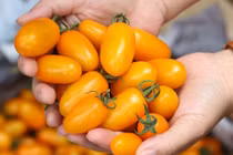 Tận mục cách trồng cà chua trái cây từ trứng sữa thu tiền tỷ 