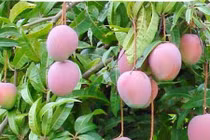 Xoài Úc ngọt lịm 50.000/kg trồng ở Việt Nam thế nào?