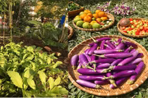 Ghen tỵ vườn đủ thứ rau quả của mẹ Việt ở Malaysia