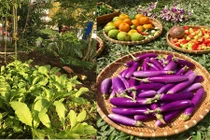 Ghen tỵ vườn đủ thứ rau quả của mẹ Việt ở Malaysia