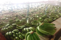 Hình ảnh chuối khủng trong vườn triệu đô của lão nông Long An	