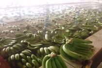 Hình ảnh chuối khủng trong vườn triệu đô của lão nông Long An	