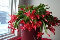 Cách trồng cây lan càng cua đón Tết vô cùng đơn giản