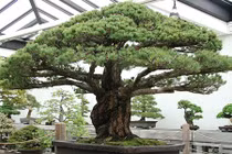 Mãn nhãn cây bonsai 391 năm tuổi khiến người xem sửng sốt