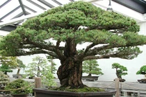 Mãn nhãn cây bonsai 391 năm tuổi khiến người xem sửng sốt