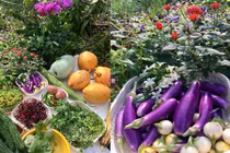 Mướt mắt xem bà nội trợ Việt tại Malaysia thu hoạch rau tự trồng 