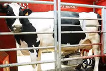 Bên trong trang trại vắt sữa bò bằng robot siêu dị