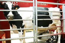 Bên trong trang trại vắt sữa bò bằng robot siêu dị