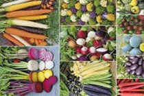 Điều ít biết về thực phẩm biến đổi gen ở Việt Nam 