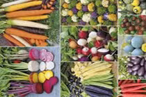 Điều ít biết về thực phẩm biến đổi gen ở Việt Nam 