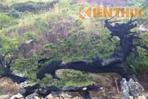 Bên trong lò chế tác gỗ lũa khủng nhất Hải Phòng