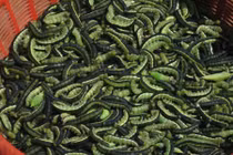 Kì dị mùa săn đặc sản sâu muồng đắt đỏ ở Tây Nguyên