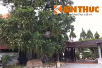 Cơ ngơi của đại gia nhiều cây cảnh đẹp, độc nhất VN