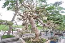 Đã mắt ngắm cây hoa giấy thế uốn lượn siêu nghệ thuật 