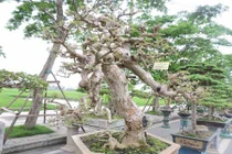 Đã mắt ngắm cây hoa giấy thế uốn lượn siêu nghệ thuật 