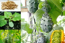 Mẹo chuẩn trồng dưa chuột sừng siêu đắt ngay tại nhà 