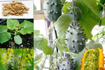 Mẹo chuẩn trồng dưa chuột sừng siêu đắt ngay tại nhà 