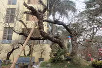 Ngỡ ngàng đào thế khủng 80 năm tuổi giá thuê cực “chát” ở Hà Nội