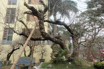 Ngỡ ngàng đào thế khủng 80 năm tuổi giá thuê cực “chát” ở Hà Nội