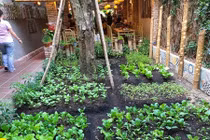 Vườn rau sạch trong quán ăn Mười Khó của Trường Giang 