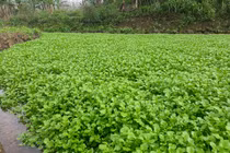 Vườn rau đặc sản cho thu nhập trăm triệu ở Quảng Trị