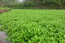 Vườn rau đặc sản cho thu nhập trăm triệu ở Quảng Trị