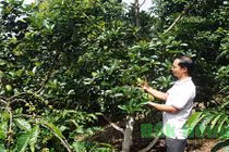 Trồng 300 cây bơ Cu Ba xen cà phê, thu hơn 1 tỷ đồng 