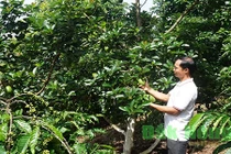 Trồng 300 cây bơ Cu Ba xen cà phê, thu hơn 1 tỷ đồng 