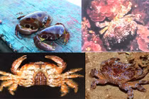 Những dấu hiệu không nên mua cua vì dễ ngộ độc