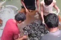 Cận cảnh mẻ cá đồng đen đặc dưới ao bèo gây choáng váng