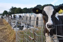 Hình ảnh gây sốc trong trại bò sữa lớn nhất Dorset
