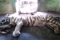 Kinh khiếp rắn hổ mang chúa cắn chết hổ trắng quý hiếm