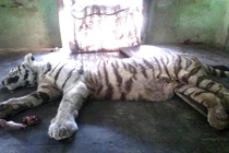 Kinh khiếp rắn hổ mang chúa cắn chết hổ trắng quý hiếm
