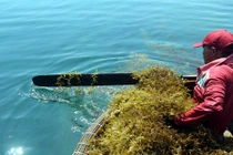 Ngư dân vào mùa ngụp lặn vớt “lộc trời” mỗi ngày 