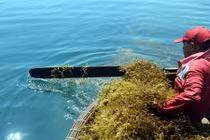 Ngư dân vào mùa ngụp lặn vớt “lộc trời” mỗi ngày 