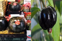 Những giống quả màu đen tuyền độc lạ giá "cắt cổ"