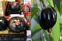 Những giống quả màu đen tuyền độc lạ giá "cắt cổ"