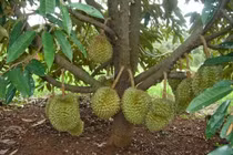 “Đột nhập” thủ phủ sầu riêng Malaysia nổi tiếng đắt đỏ 