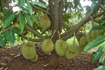 “Đột nhập” thủ phủ sầu riêng Malaysia nổi tiếng đắt đỏ 